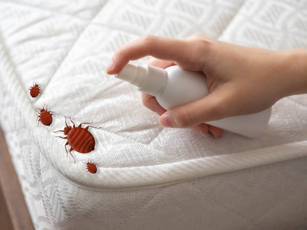 Best Wasp Removal Services  in Olney, TX