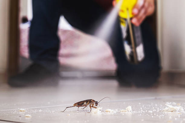 Best Best Pest Control Companies  in Olney, TX